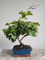 Duranta Repens Bonsai 7 jaar oud, Tuin en Terras, Planten | Bomen, Bloeit niet, Halfschaduw, Minder dan 100 cm, Overige soorten