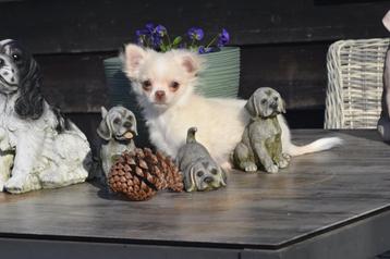 Chihuahua pups prachtige keuze beschikbaar voor biedingen