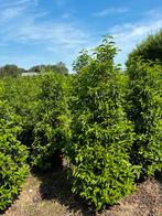 Prunus Lusitanica – Portugese Laurier, Ophalen, Overige soorten, 100 tot 250 cm