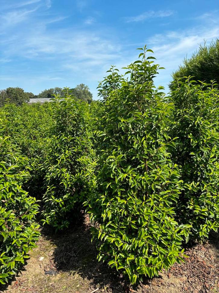 Prunus Lusitanica – Portugese Laurier, Tuin en Terras, Planten | Bomen, Overige soorten, 100 tot 250 cm, Ophalen