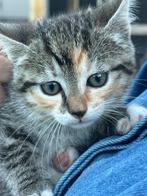 Vijf lieve kittens (3 poesjes en 2 katertjes), Dieren en Toebehoren, Katten en Kittens | Raskatten | Korthaar, Meerdere dieren