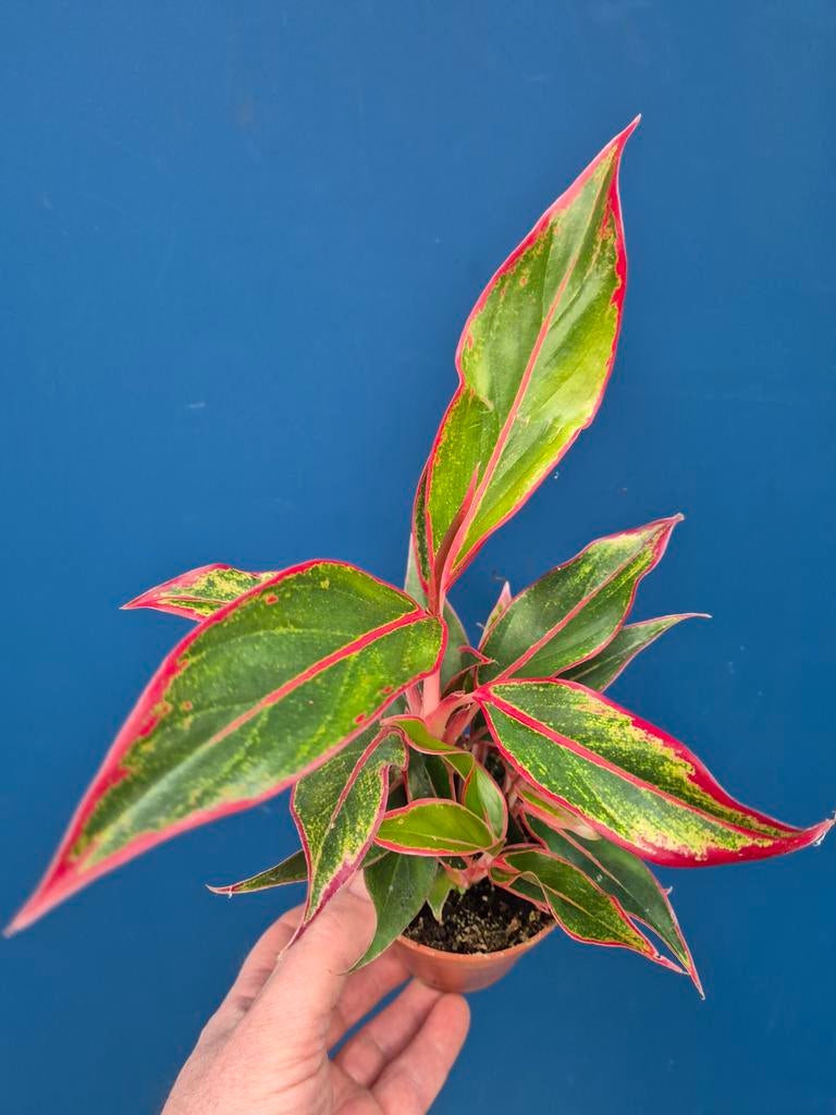 Aglaonema p9, Ophalen of Verzenden, Halfschaduw, Minder dan 100 cm