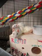 2 ratjes, niet handtam, Dieren en Toebehoren, Mei, Vrouwelijk, Rat