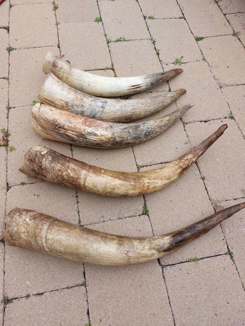 Hoorns van het Watussi en Zeboe rund, Huis en Inrichting, Overige Huis en Inrichting, Zo goed als nieuw, Ophalen of Verzenden