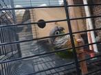 Bewezen koppel pyrrhua, Dieren en Toebehoren, Meerdere dieren, Parkiet
