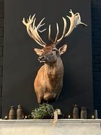 Edelhert hert hertenkop opgezet opgezette taxidermie veluwe, Verzamelen, Dierenverzamelingen, Ophalen, Nieuw, Hert, Opgezet dier