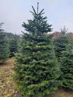 Nordmann kerstbomen aangeboden., Ophalen of Verzenden, Zomer, Volle zon, Overige soorten