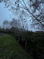 20 stuks Wilgen Tenen - Veevoer & Tuindecoratie, Bloeit niet, Overige soorten, Minder dan 100 cm, Ophalen