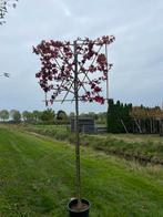 Leibomen opruiming!, Tuin en Terras, Planten | Bomen, Ophalen, Volle zon, Leiboom, 100 tot 250 cm
