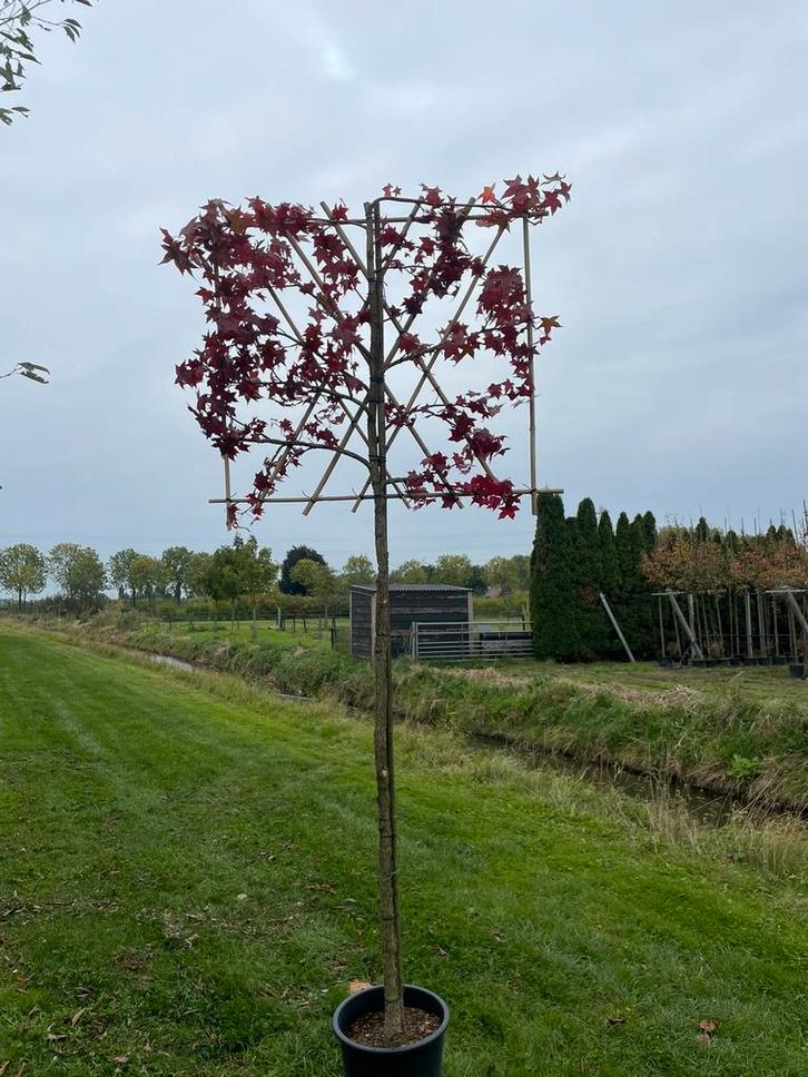 Leibomen opruiming!, Tuin en Terras, Planten | Bomen, Leiboom, 100 tot 250 cm, Volle zon, Ophalen