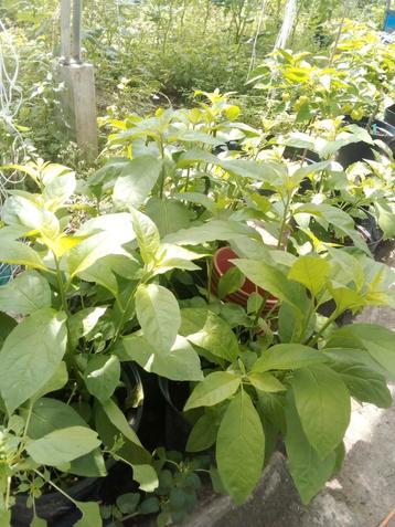 Bitawiri planten beschikbaar voor biedingen