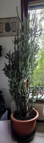 Euphorbia lactea, Ophalen of Verzenden, Halfschaduw, Overige soorten, 100 tot 250 cm