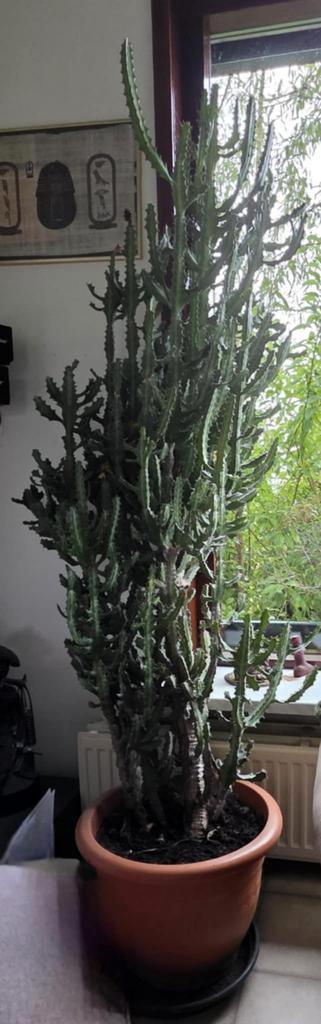 Euphorbia lactea  beschikbaar voor biedingen