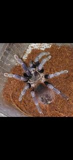 Pterinopelma sazimai vrouwtje met terrarium €80 vaste prijs, Dieren en Toebehoren, Spin of Schorpioen