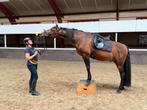 Instructie, paardentraining, ruitercoaching, grondwerk, Diensten en Vakmensen, Dieren | Paarden | Verzorging, Oppas en Les, Paardrijles of Ponykampen