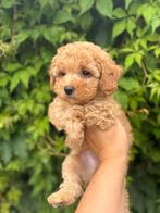 Mini labradoodle pup reutje te koop!, CDV (hondenziekte), 8 tot 15 weken, Eén hond, Nederland