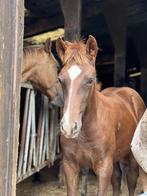 Appaloosa"s :Jaarlingen en veulens en 2-jarige  te koop, Dieren en Toebehoren, Paarden, Meerdere dieren, Onbeleerd, Gechipt, 0 tot 2 jaar
