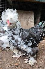 Usa zijdehoender mottled, Geslacht onbekend, Kip