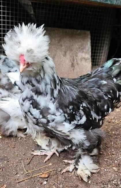 Usa zijdehoender mottled, Dieren en Toebehoren, Pluimvee, Kip, Geslacht onbekend