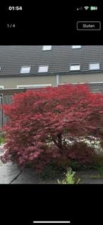 Japanse Esdoorn - Acer palmatum, Tuin en Terras, Planten | Bomen, Bloeit niet, Halfschaduw, Overige soorten, 100 tot 250 cm