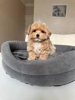 Premium maltipoo f1 teefje micro, Poedel, Particulier, Rabiës (hondsdolheid), 8 tot 15 weken