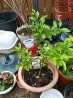 Jonge Sinaasappelboom in Pot, Ophalen