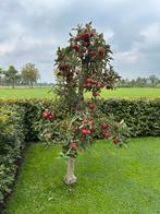 Appelboom laagstam, Tuin en Terras, Planten | Bomen, Ophalen, Lente, Volle zon, Overige soorten