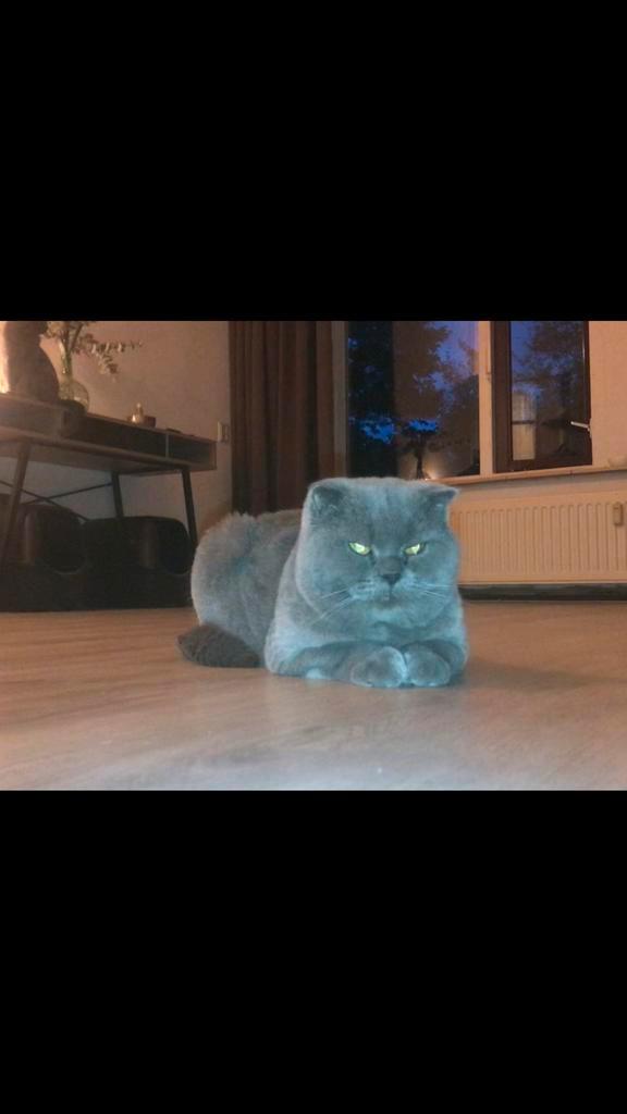 Britse korthaar x, Dieren en Toebehoren, Katten en Kittens | Raskatten | Korthaar, Kater, 3 tot 5 jaar, Ontwormd