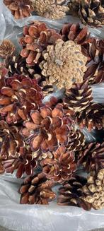Kleine  lange grote dennenappels, Ophalen of Verzenden, Nieuw, Materiaal