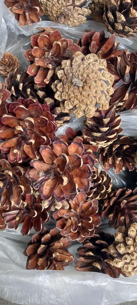 Kleine  lange grote dennenappels, Hobby en Vrije tijd, Knutselen, Nieuw, Materiaal, Ophalen of Verzenden