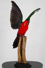 Opgezette vogels: papegaai, parkiet, etc - Wildernis Atelier, Verzamelen, Ophalen of Verzenden, Nieuw, Vogel, Opgezet dier