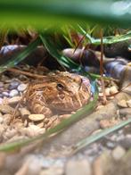 Pacman kikker, Amfibie, 0 tot 2 jaar