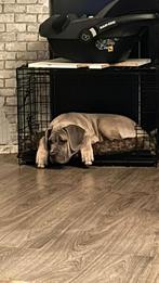 Te koop Cane Corso, Dieren en Toebehoren, 15 weken tot 1 jaar, CDV (hondenziekte), Eén hond, Nederland