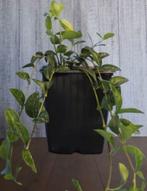 Maagdenpalm soortjes, Tuin en Terras, Planten | Tuinplanten, Ophalen of Verzenden, Volle zon