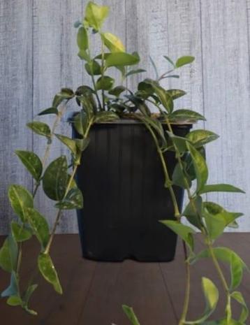 Maagdenpalm soortjes beschikbaar voor biedingen