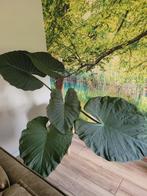 Grote Alocasia Olifantsoor kamerplant, Huis en Inrichting, Kamerplanten, 100 tot 150 cm, Overige soorten, In pot, Groene kamerplant