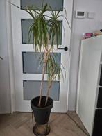 Plant in pot, Ophalen, In pot, Halfschaduw, Minder dan 100 cm