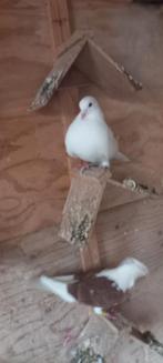Meeuw takla kruising koppel., Dieren en Toebehoren, Vogels | Duiven, Meerdere dieren, Tuimelaar of Roller