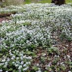 Pachyphragma macrophyllum, kaukasische look zonder look, Ophalen, Overige soorten, Halfschaduw