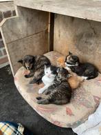 Boerderij kittens, Dieren en Toebehoren, Katten en Kittens | Overige Katten, Meerdere dieren