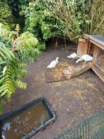 Koppeltje loopeenden, Dieren en Toebehoren, Meerdere dieren, Eend