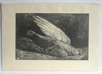 Mooie heldere litho DUIF van Anton Wirtz. 1872 _ 1945 Tekena, Ophalen of Verzenden
