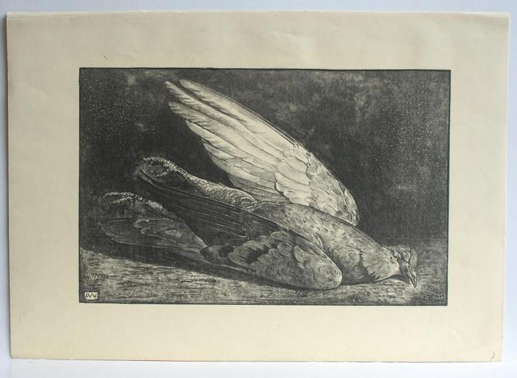 Mooie heldere litho DUIF van Anton Wirtz. 1872 _ 1945 Tekena, Antiek en Kunst, Kunst | Litho's en Zeefdrukken, Ophalen of Verzenden