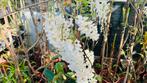 Wisteria  blauwe regen soorten, Tuin en Terras, Ophalen, Volle zon, Vaste plant, Klimplanten
