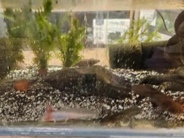 A. mexicanum Axolotls beschikbaar voor biedingen