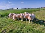 Dekrammen, Dieren en Toebehoren, Schapen, Geiten en Varkens, Mannelijk, Schaap, 0 tot 2 jaar