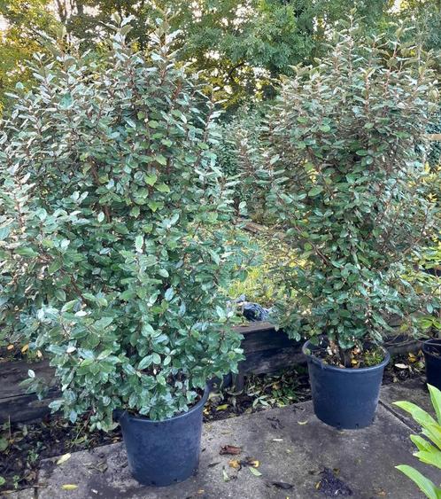 Eleagnus ebb Compacta Olijfwilg, Tuin en Terras, Planten | Bomen, Overige soorten, In pot, Ophalen