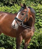 2 leuke rijpaarden voor de toekomst! ruin & merrie, Dieren en Toebehoren, Paarden, Ruin, 3 tot 6 jaar