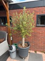 Olijfboom in pot - 2 meter hoog, Bloeit niet, Ophalen of Verzenden, 100 tot 250 cm, Olijfboom