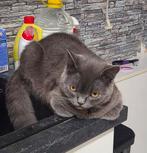 British Shorthair Kitten (Male), Dieren en Toebehoren, Katten en Kittens | Raskatten | Korthaar, Kater, 0 tot 2 jaar